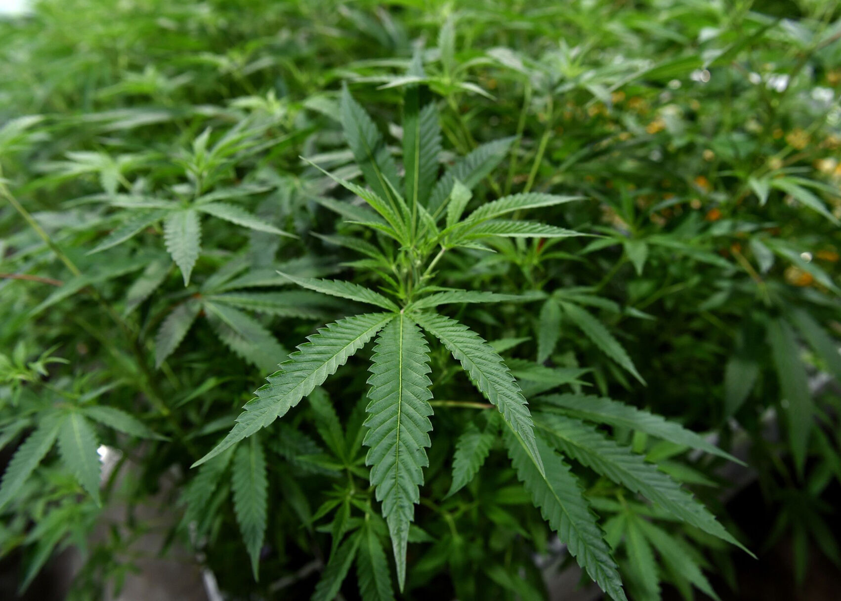 Lucky Leaf Cannabis Convention